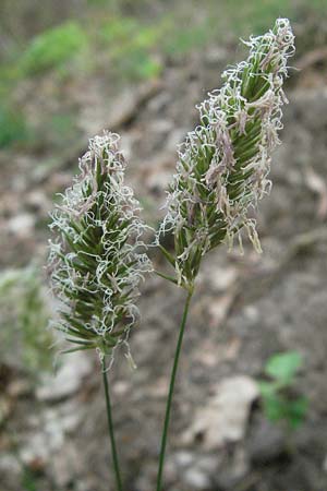 Anthoxanthum odoratum \ Gewhnliches Ruch-Gras, D Sandhausen 23.4.2007