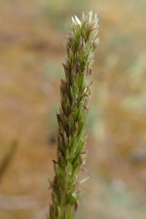 Koeleria glauca \ Blaugrnes Schillergras / Blue Hair Grass, D Jugenheim an der Bergstraße 4.6.2020