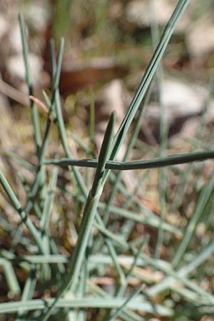 Koeleria glauca \ Blaugrnes Schillergras / Blue Hair Grass, D Mannheim 26.4.2021