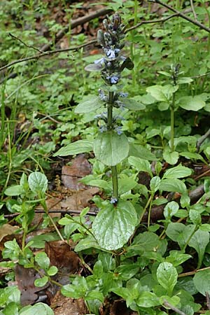 Ajuga reptans \ Kriechender Gnsel / Bugle, D Odenwald, Wünschmichelbach 12.5.2021