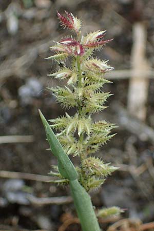 Tragus racemosus \ Traubiges Klettengras / Spike Burr Grass, D Kehl 3.9.2022