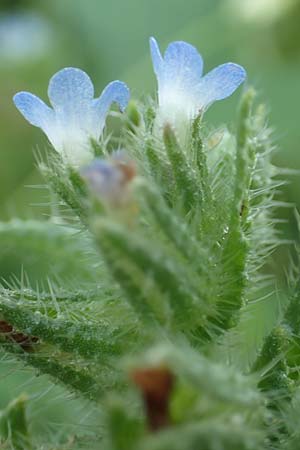 Lycopsis arvensis subsp. arvensis / Bugloss, D Ludwigshafen 10.6.2018
