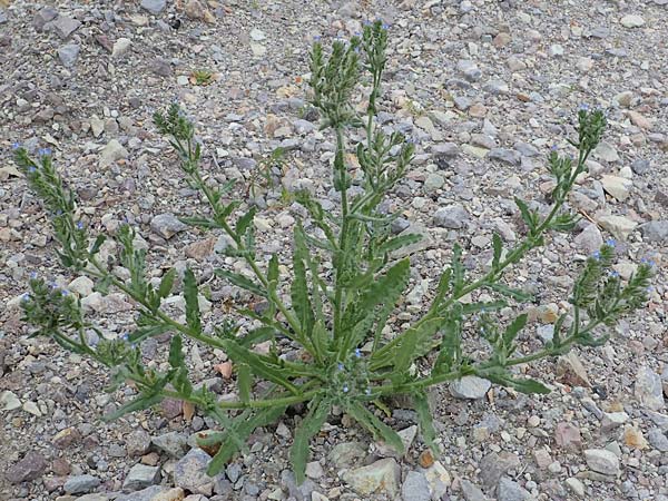 Lycopsis arvensis subsp. arvensis \ Acker-Krummhals, Acker-Ochsenzunge / Bugloss, D Mannheim 21.5.2022