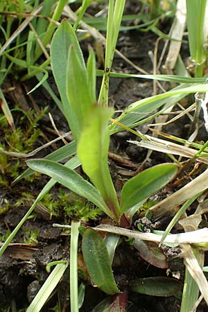 Silene flos-cuculi \ Kuckucks-Lichtnelke, D Birkenheide 14.4.2018