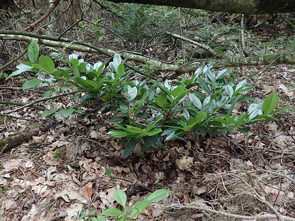 Kalmia angustifolia \ Schmalblttrige Lorbeerrose, D Steinfurt 13.6.2019