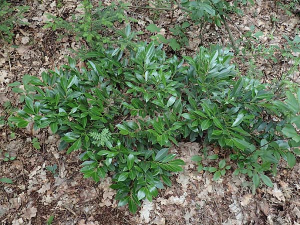 Kalmia angustifolia \ Schmalblttrige Lorbeerrose, D Steinfurt 13.6.2019
