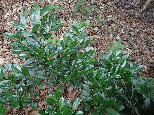 Kalmia angustifolia \ Schmalblttrige Lorbeerrose / Dwarf Mountain Laurel, D Steinfurt 13.6.2019