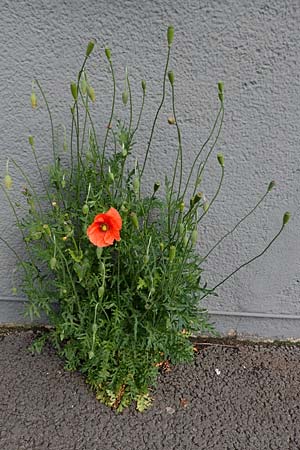 Papaver rhoeas / Common Poppy, D Mannheim 22.5.2021