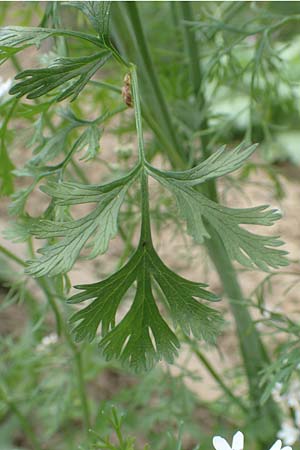 Coriandrum sativum \ Koriander, D Lorsch 25.5.2017