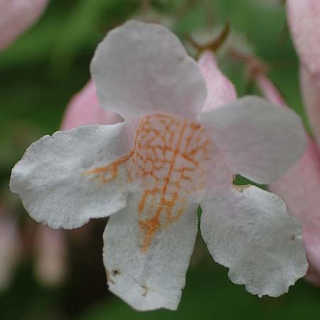 Kolkwitzia amabilis / Beauty Bush, D Sandhausen 14.5.2023