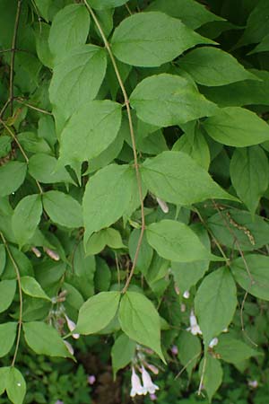 Kolkwitzia amabilis \ Perlmutt-Strauch, Liebliche Kolkwitzie / Beauty Bush, D Sandhausen 14.5.2023