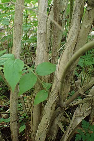 Kolkwitzia amabilis \ Perlmutt-Strauch, Liebliche Kolkwitzie, D Sandhausen 14.5.2023