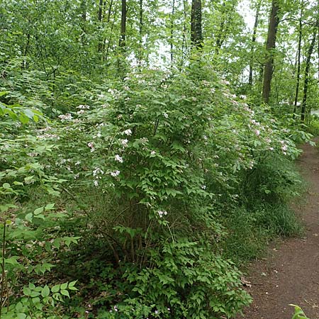 Kolkwitzia amabilis \ Perlmutt-Strauch, Liebliche Kolkwitzie / Beauty Bush, D Sandhausen 14.5.2023