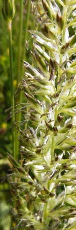 Koeleria pyramidata \ Pyramiden-Kammschmiele / Pyramidal Hair Grass, D Limburg 22.5.2015