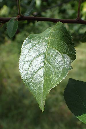 Prunus cerasifera \ Kirschpflaume / Cherry Plum, D Mannheim 31.8.2021