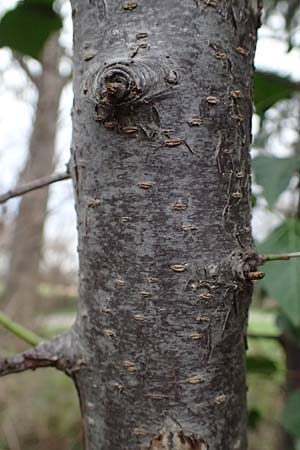 Prunus cerasifera \ Kirschpflaume / Cherry Plum, D Mannheim 19.2.2024