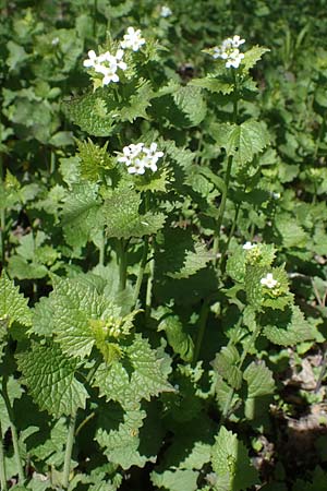 Alliaria petiolata \ Knoblauch-Rauke, Knoblauch-Hederich / Garlic Mustard, D Neuleiningen 22.4.2021