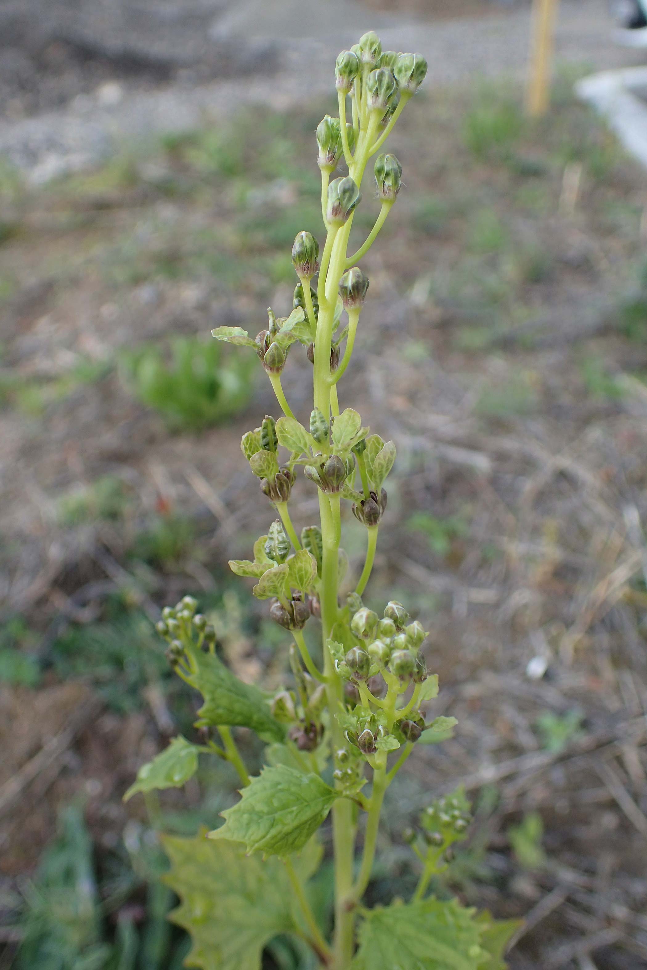 Alliaria petiolata \ Knoblauch-Rauke, Knoblauch-Hederich, D Mannheim 26.4.2022