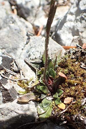 Kernera saxatilis \ Felsen-Kugelschtchen / Kernera, D Fridingen 3.6.2015