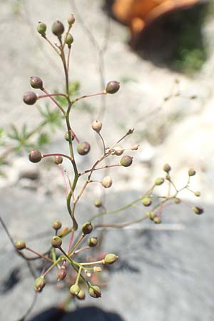 Kernera saxatilis \ Felsen-Kugelschtchen / Kernera, D Pfronten 28.6.2016