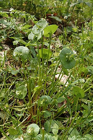 Claytonia perfoliata \ Gewhnliches Tellerkraut, Kuba-Spinat, D Mannheim 14.5.2018