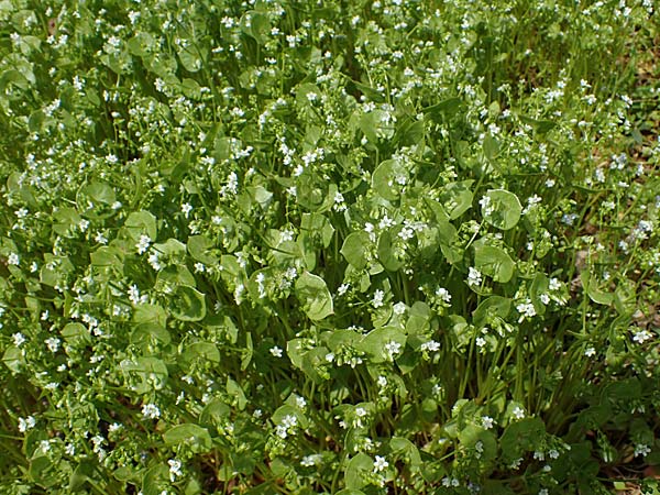 Claytonia perfoliata \ Gewhnliches Tellerkraut, Kuba-Spinat, D Hockenheim 26.4.2023
