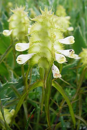 Melampyrum cristatum \ Kamm-Wachtelweizen / Crested Cow-Wheat, D Gerolzhofen-Sulzheim 1.6.2015