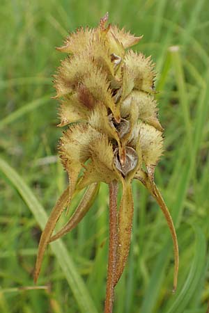 Melampyrum cristatum \ Kamm-Wachtelweizen, D Groß-Gerau 15.7.2017