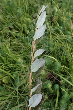 Salix repens \ Kriech-Weide / Creeping Willow, D Neuleiningen 26.8.2021