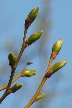 Tilia cordata \ Winter-Linde / Small-Leaved Lime, D Mannheim 10.4.2016