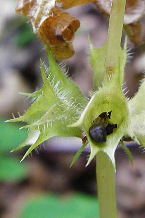 Lamium montanum \ Berg-Goldnessel / Mountain Yellow Archangel, D Meßstetten-Unterdigisheim (Schwäb. Alb) 11.7.2015