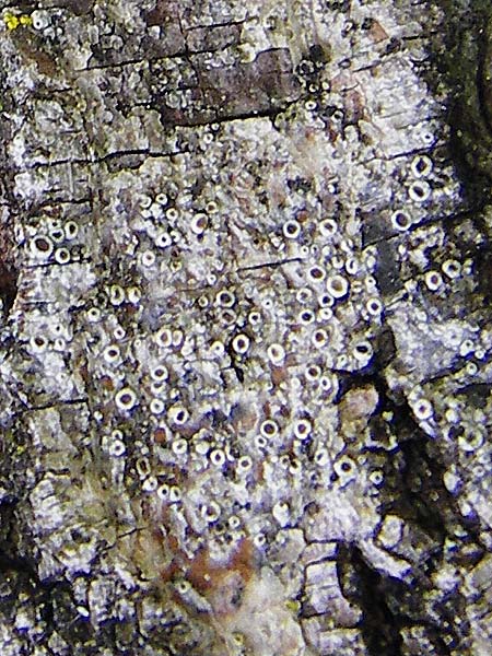 Lecanora carpinea ? \ Weibuchen-Kuchenflechte, D Schwarzwald, Hornisgrinde 5.8.2015