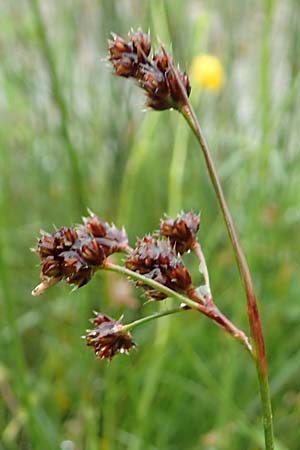 Luzula multiflora \ Vielbltige Hainsimse / Heath Wood-Rush, D Pfronten 9.6.2016