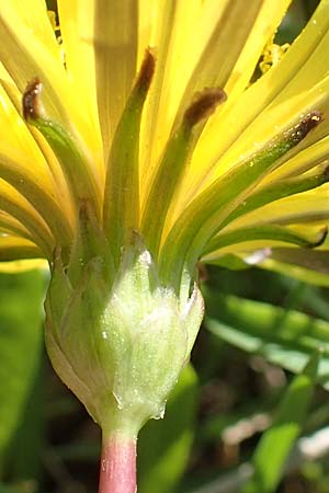 Taraxacum ciliare \ Gewimperter Sumpf-Lwenzahn / Ciliate Marsh Dandelion, D Konstanz 24.4.2018