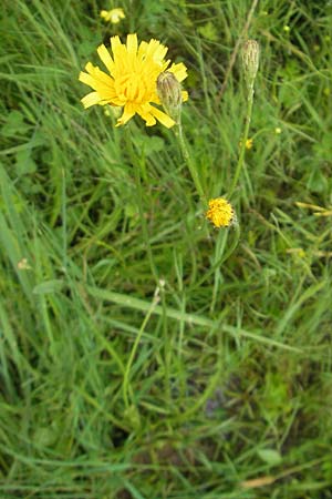 Leontodon autumnalis \ Herbst-Lwenzahn, D Eppertshausen 12.6.2010