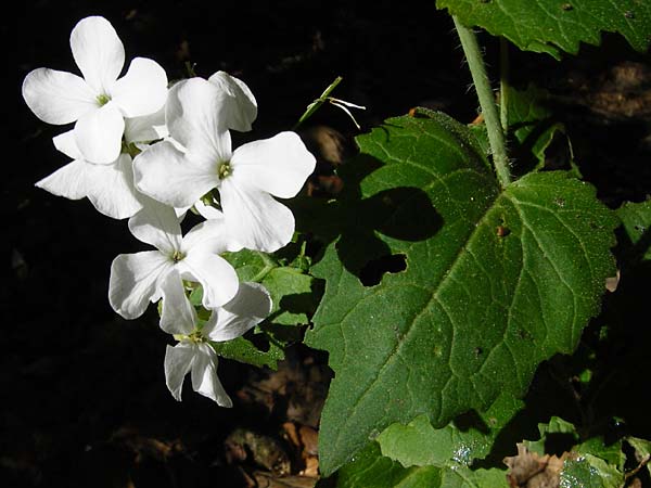 Lunaria annua \ Einjhriges Garten-Silberblatt / Honesty, D Waghäusel 5.5.2015