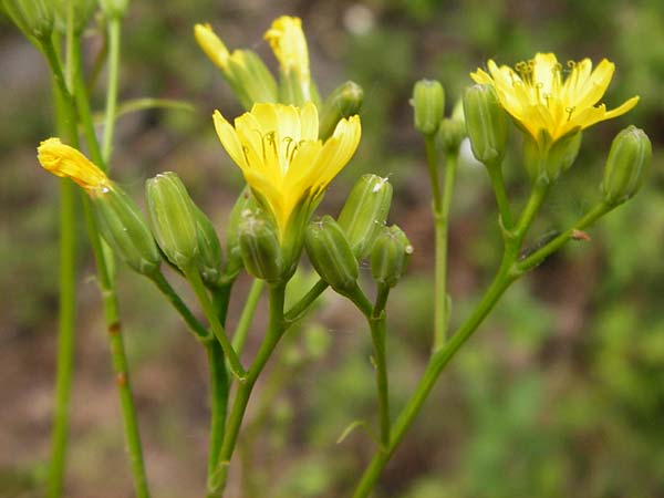 Lapsana communis subsp. communis \ Gemeiner Rainkohl / Nipplewort, D Östringen-Eichelberg 25.5.2015