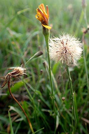 Scorzoneroides autumnalis \ Herbst-Schuppenlwenzahn, D Odenwald, Hammelbach 3.9.2015