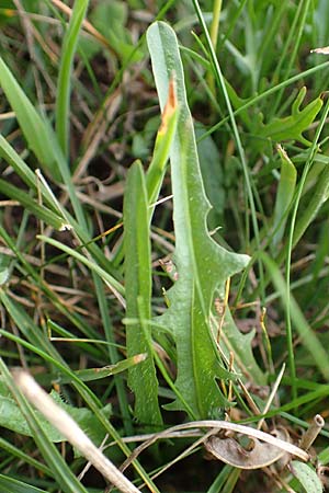 Scorzoneroides autumnalis \ Herbst-Schuppenlwenzahn, D Odenwald, Hammelbach 3.9.2015