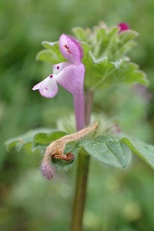 Lamium amplexicaule \ Stngelumfassende Taubnessel, D Seligenstadt 15.10.2016