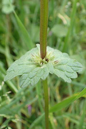 Lamium amplexicaule \ Stngelumfassende Taubnessel, D Seligenstadt 15.10.2016