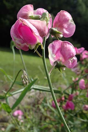 Lathyrus latifolius \ Breitblttrige Platterbse, D Lützelbach 19.8.2017