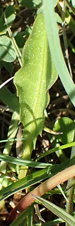 Taraxacum ciliare \ Gewimperter Sumpf-Lwenzahn / Ciliate Marsh Dandelion, D Konstanz 24.4.2018