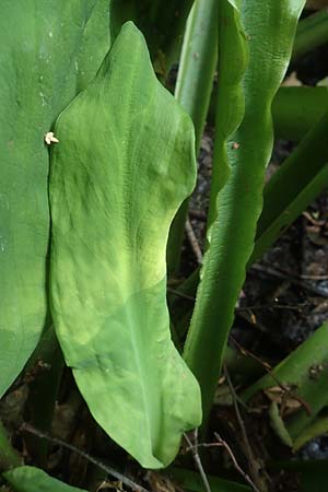 Lysichiton americanus \ Gelbe Schein-Kalla, Amerikanischer Stinktier-Kohl / American Skunk Cabbage, Swamp Lantern, D Duisburg 22.8.2018