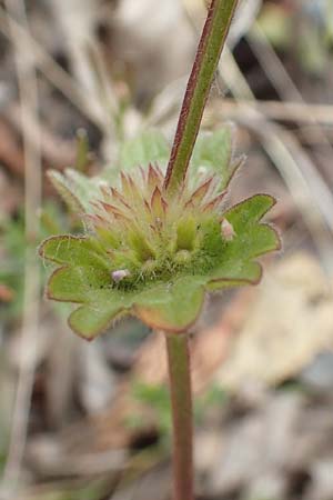 Lamium amplexicaule \ Stngelumfassende Taubnessel / Henbit Dead-Nettle, D Mannheim 5.5.2019