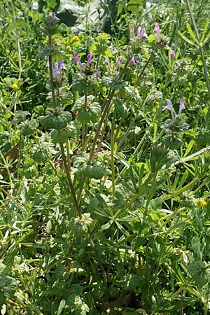 Lamium amplexicaule / Henbit Dead-Nettle, D Mannheim 12.4.2020