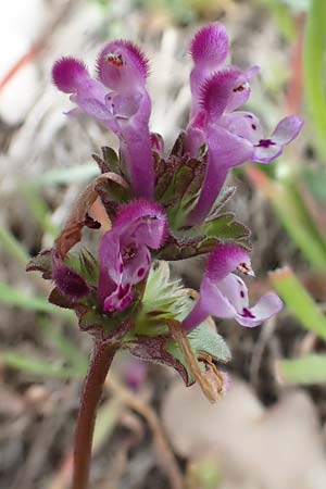 Lamium amplexicaule \ Stngelumfassende Taubnessel / Henbit Dead-Nettle, D Rheinhessen, Flonheim 2.4.2021