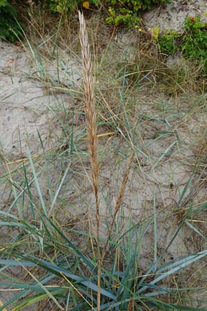 Leymus arenarius / Sea Lyme Grass, D Hohwacht 13.9.2021