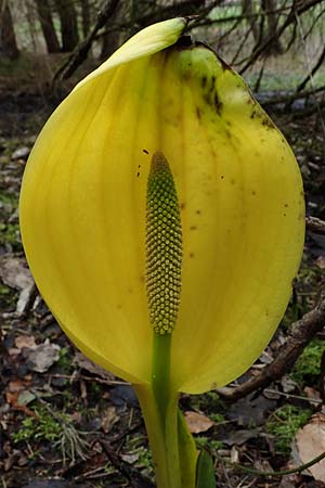 Lysichiton americanus / American Skunk Cabbage, Swamp Lantern, D Elmstein 6.4.2022