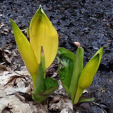 Lysichiton americanus \ Gelbe Schein-Kalla, Amerikanischer Stinktier-Kohl / American Skunk Cabbage, Swamp Lantern, D Elmstein 6.4.2022